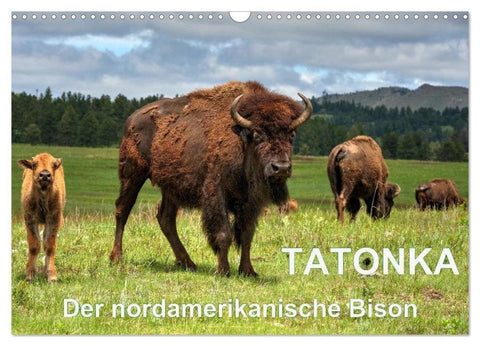 TATONKA Der nordamerikanische Bison (Wandkalender 2026 DIN A3 quer), CALVENDO Monatskalender