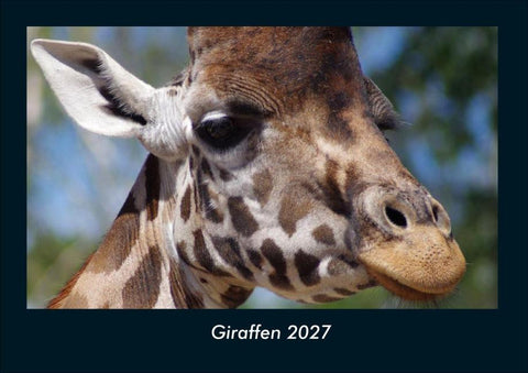 Giraffen 2027 Fotokalender DIN A4