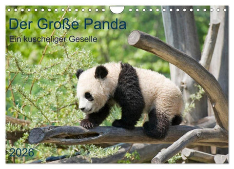 Der Große Panda Ein kuscheliger Geselle (Wandkalender 2026 DIN A4 quer), CALVENDO Monatskalender
