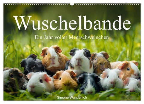Wuschelbande - Ein Jahr voller Meerschweinchen (Wandkalender 2026 DIN A2 quer), CALVENDO Monatskalender