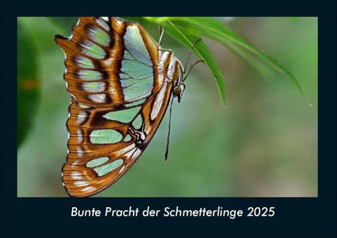 Bunte Pracht der Schmetterlinge 2025 Fotokalender DIN A4