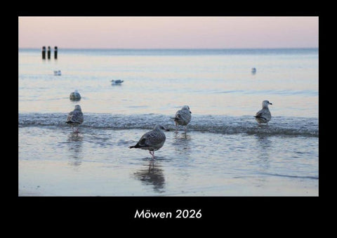 Möwen 2026 Fotokalender DIN A3