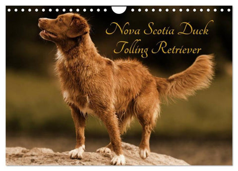 Nova Scotia Duck Tolling Retriever (Wandkalender 2026 DIN A4 quer), CALVENDO Monatskalender