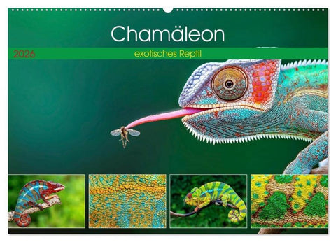 Chamäleon - exotisches Reptil (Wandkalender 2026 DIN A2 quer), CALVENDO Monatskalender