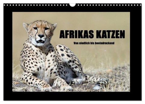 Afrikas Katzen (Wandkalender 2026 DIN A3 quer), CALVENDO Monatskalender