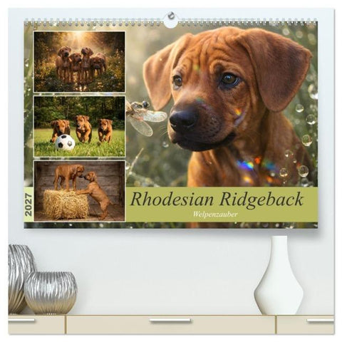 Rhodesian Ridgeback - Welpenzauber (hochwertiger Premium Wandkalender 2027 DIN A2 quer), Kunstdruck in Hochglanz