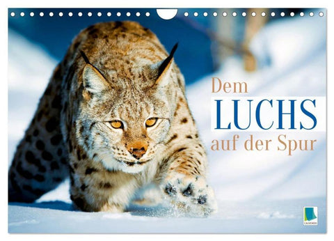 Dem Luchs auf der Spur (Wandkalender 2026 DIN A4 quer), CALVENDO Monatskalender