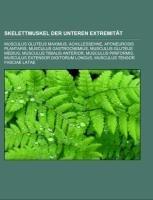 Skelettmuskel der unteren Extremität