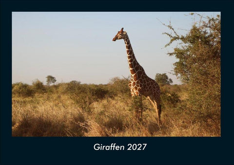 Giraffen 2027 Fotokalender DIN A4