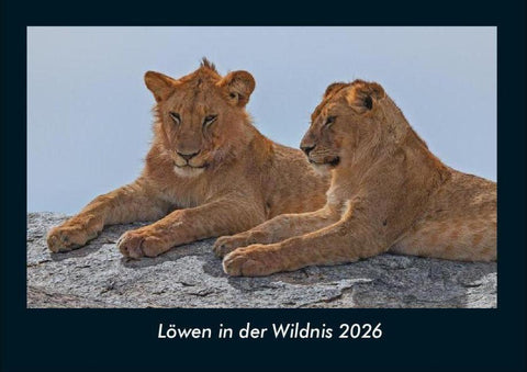 Löwen in der Wildnis 2026 Fotokalender DIN A4