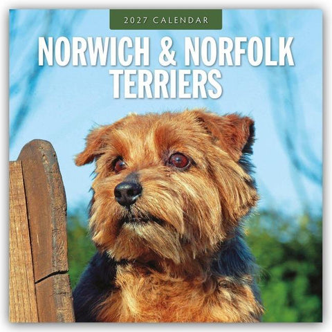 Norwich Terrier und Norfolk Terrier 2027 – 16-Monatskalender