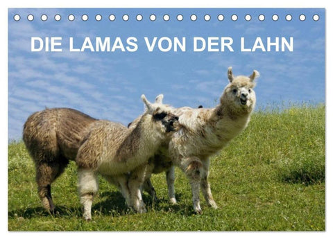 DIE LAMAS VON DER LAHN (Tischkalender 2026 DIN A5 quer), CALVENDO Monatskalender