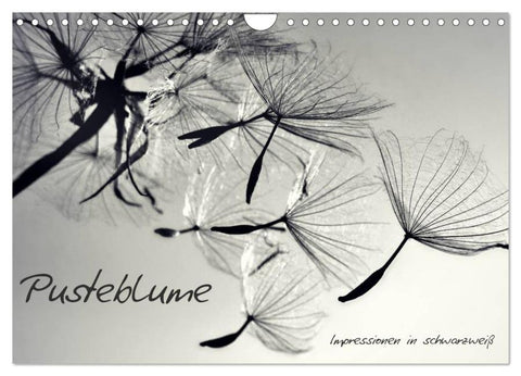 Pusteblume - Impressionen in schwarzweiß (Wandkalender 2026 DIN A4 quer), CALVENDO Monatskalender