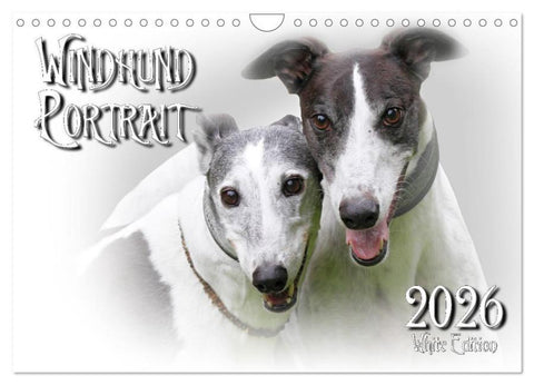 Windhund Portrait 2026 White Edition (Wandkalender 2026 DIN A4 quer), CALVENDO Monatskalender