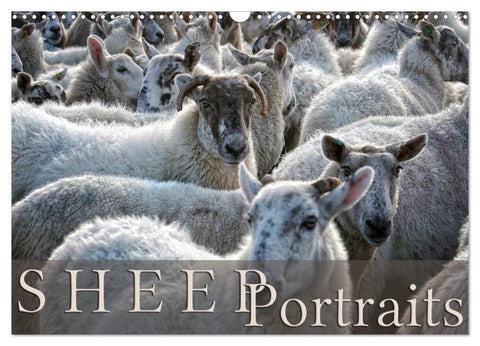 Sheep Portraits (Wall Calendar 2026 DIN A3 landscape), CALVENDO 12 Month Wall Calendar