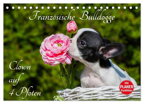 Französische Bulldogge - Clown auf 4 Pfoten (Tischkalender 2026 DIN A5 quer), CALVENDO Monatskalender