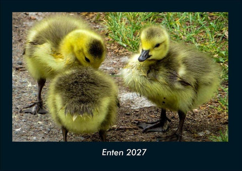 Enten 2027 Fotokalender DIN A4