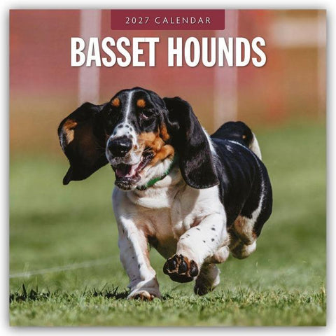 Basset Hounds – Basset Hound 2027 – 16-Monatskalender