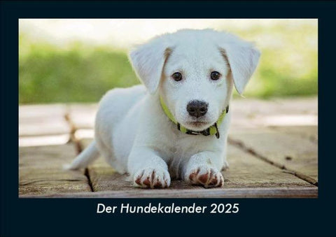 Der Hundekalender 2025 Fotokalender DIN A5