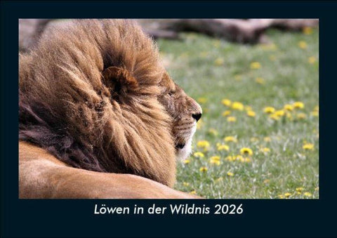 Löwen in der Wildnis 2026 Fotokalender DIN A5