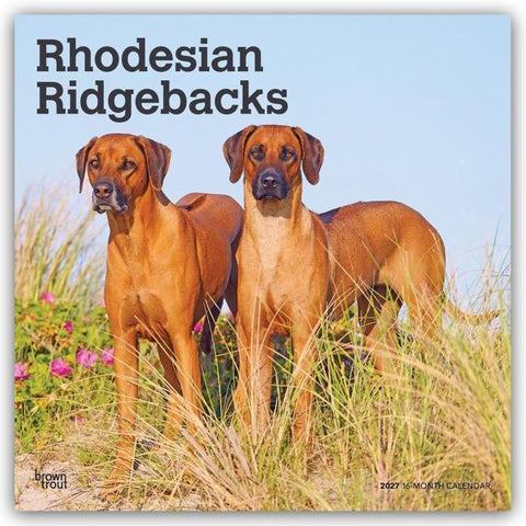 Rhodesian Ridgebacks – Rhodesian Ridgeback 2027 – 16-Monatskalender
