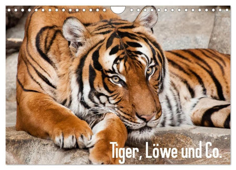 Tiger, Löwe und Co. (Wandkalender 2026 DIN A4 quer), CALVENDO Monatskalender