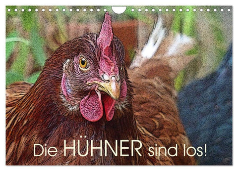 Die Hühner sind los! (Wandkalender 2026 DIN A4 quer), CALVENDO Monatskalender