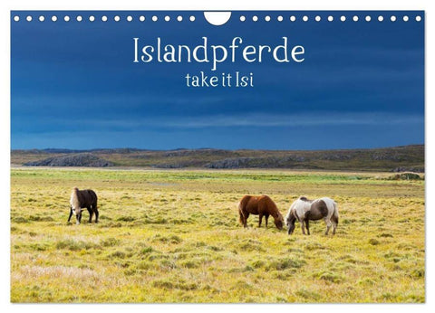 Islandpferde take it Isi (Wandkalender 2026 DIN A4 quer), CALVENDO Monatskalender