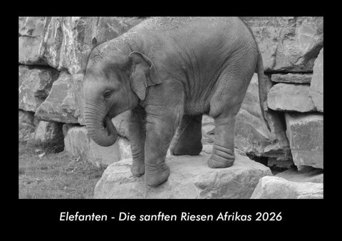 Elefanten - Die sanften Riesen Afrikas 2026 Fotokalender DIN A3