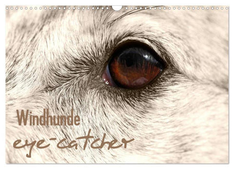 Windhunde eye-catcher (Wandkalender 2026 DIN A3 quer), CALVENDO Monatskalender