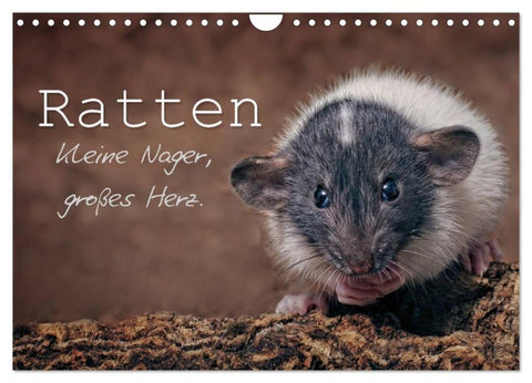 Ratten. Kleine Nager, großes Herz. (Wandkalender 2026 DIN A4 quer), CALVENDO Monatskalender