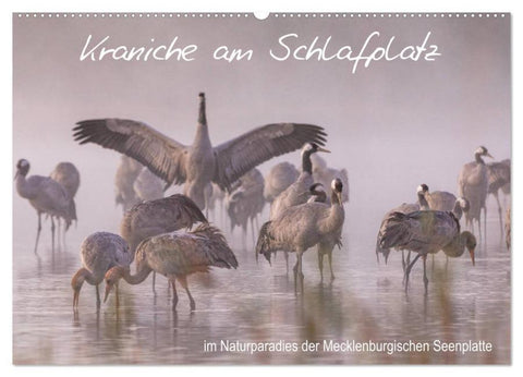 Kraniche am Schlafplatz - im Naturparadies der Mecklenburgischen Seenplatte (Wandkalender 2026 DIN A2 quer), CALVENDO Monatskalender