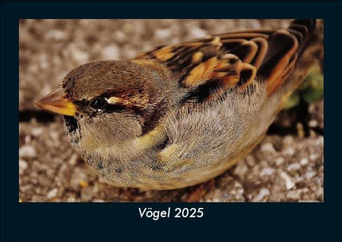Vögel 2025 Fotokalender DIN A5