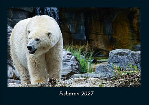 Eisbären 2027 Fotokalender DIN A4