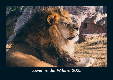 Löwen in der Wildnis 2025 Fotokalender DIN A5