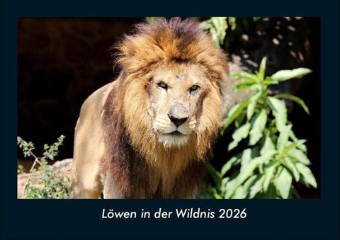 Löwen in der Wildnis 2026 Fotokalender DIN A4
