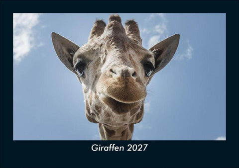 Giraffen 2027 Fotokalender DIN A5
