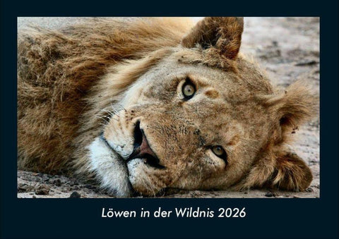 Löwen in der Wildnis 2026 Fotokalender DIN A4