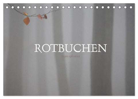 Rotbuchen (Tischkalender 2026 DIN A5 quer), CALVENDO Monatskalender