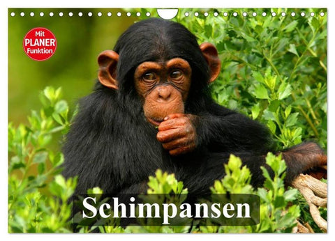 Schimpansen (Wandkalender 2026 DIN A4 quer), CALVENDO Monatskalender