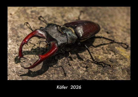 Käfer  2026 Fotokalender DIN A3