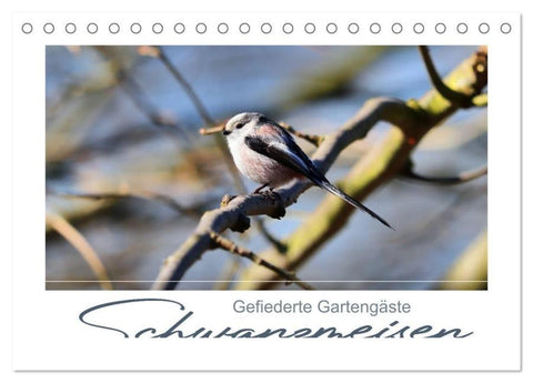 Gefiederte Gartengäste, Schwanzmeisen (Tischkalender 2026 DIN A5 quer), CALVENDO Monatskalender
