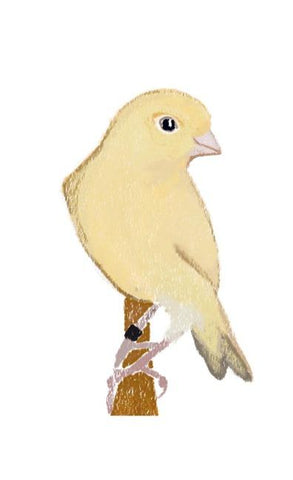Canary