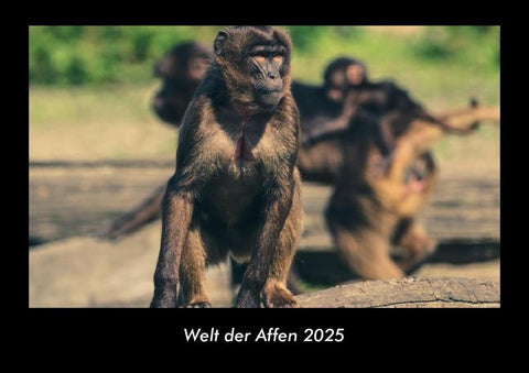 Welt der Affen 2025 Fotokalender DIN A3