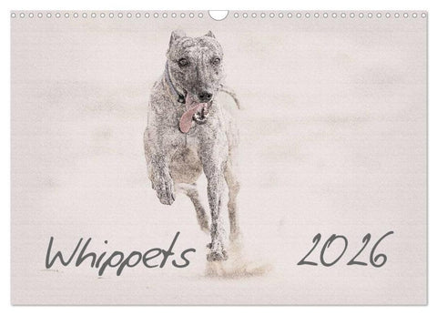 Whippet 2026 (Wandkalender 2026 DIN A3 quer), CALVENDO Monatskalender