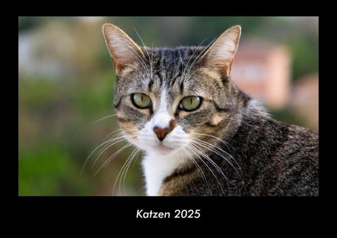Katzen 2025 Fotokalender DIN A3