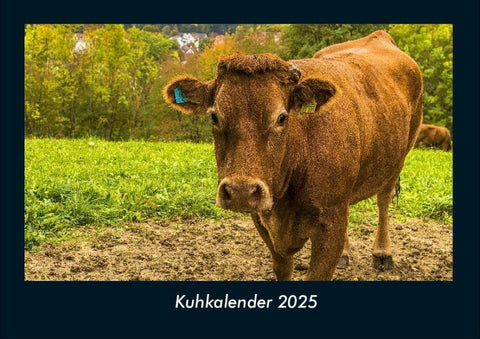 Kuhkalender 2025 Fotokalender DIN A4