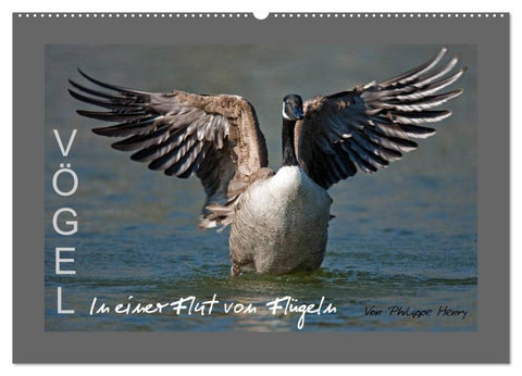 VÖGEL (Wandkalender 2026 DIN A2 quer), CALVENDO Monatskalender