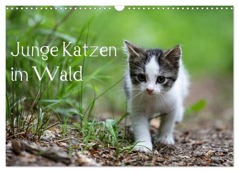 Junge Katzen im Wald (Wandkalender 2026 DIN A3 quer), CALVENDO Monatskalender