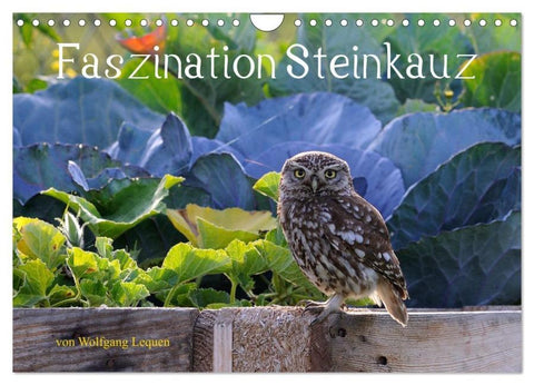 Faszination Steinkauz (Wandkalender 2026 DIN A4 quer), CALVENDO Monatskalender